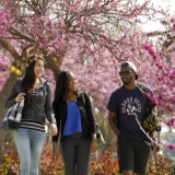 Students Walking in Front of Pink Tree