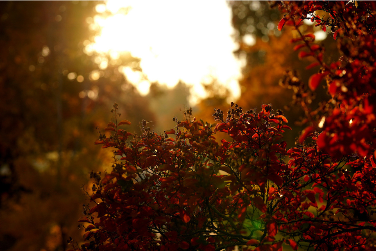 leaves
