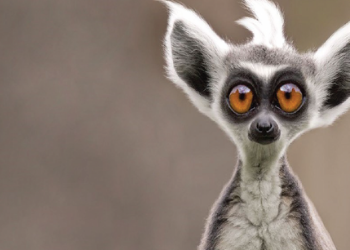 lemur