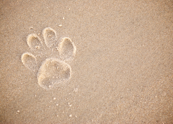 Paw Print in the Sand